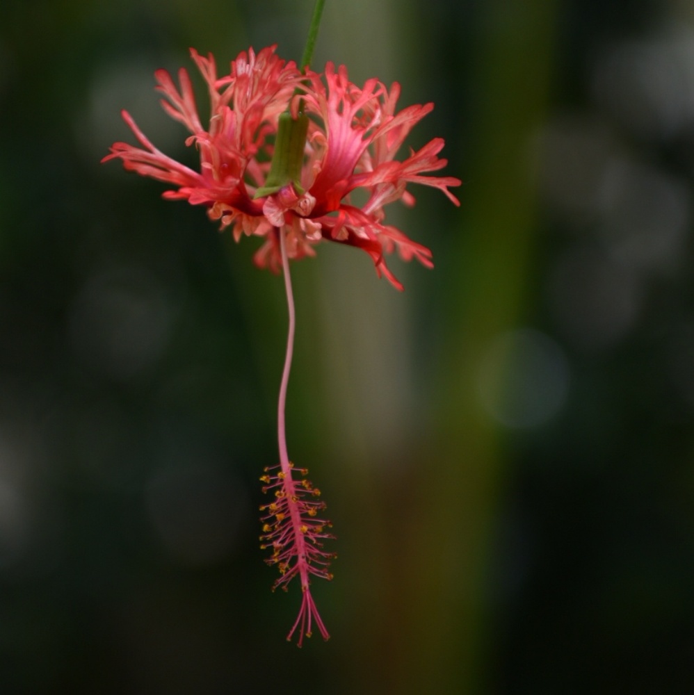 Meet your Posher, Tricia